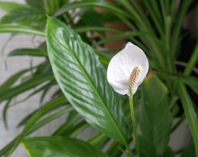 What You Should Know About Caring for Large Plants